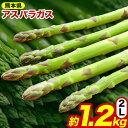 アスパラ 約1.2kg(2Lサイズ) 《4月中旬-5月中旬頃出荷》 野菜 やさい アスパラガス 熊本県 1kg以上 JA