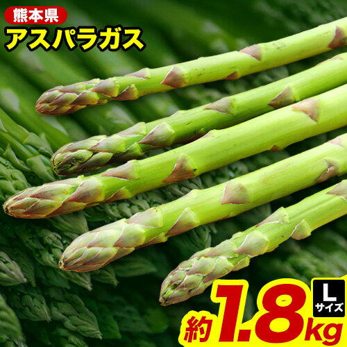 先行 予約 期間 限定 熊本 アスパラ 約1.8kg(L サイズ) 《8月下旬-9月上旬頃より出荷予定》 野菜 やさい アスパラガス 熊本県 1kg以上 JA