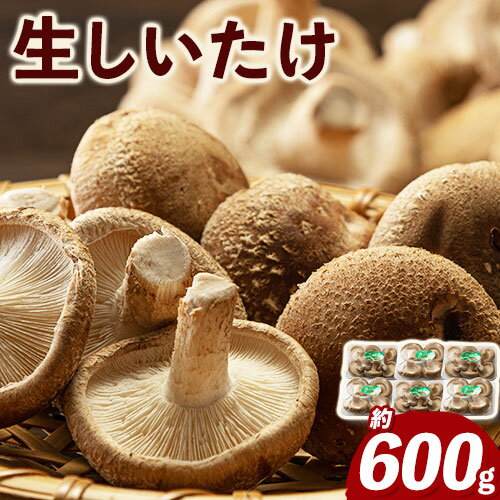 58位! 口コミ数「0件」評価「0」生しいたけ 約600g(100gパック×6個入り) 有限会社ピルツドルフ《30日以内に出荷予定(土日祝除く)》 熊本県 大津町 生しいたけ ･･･ 