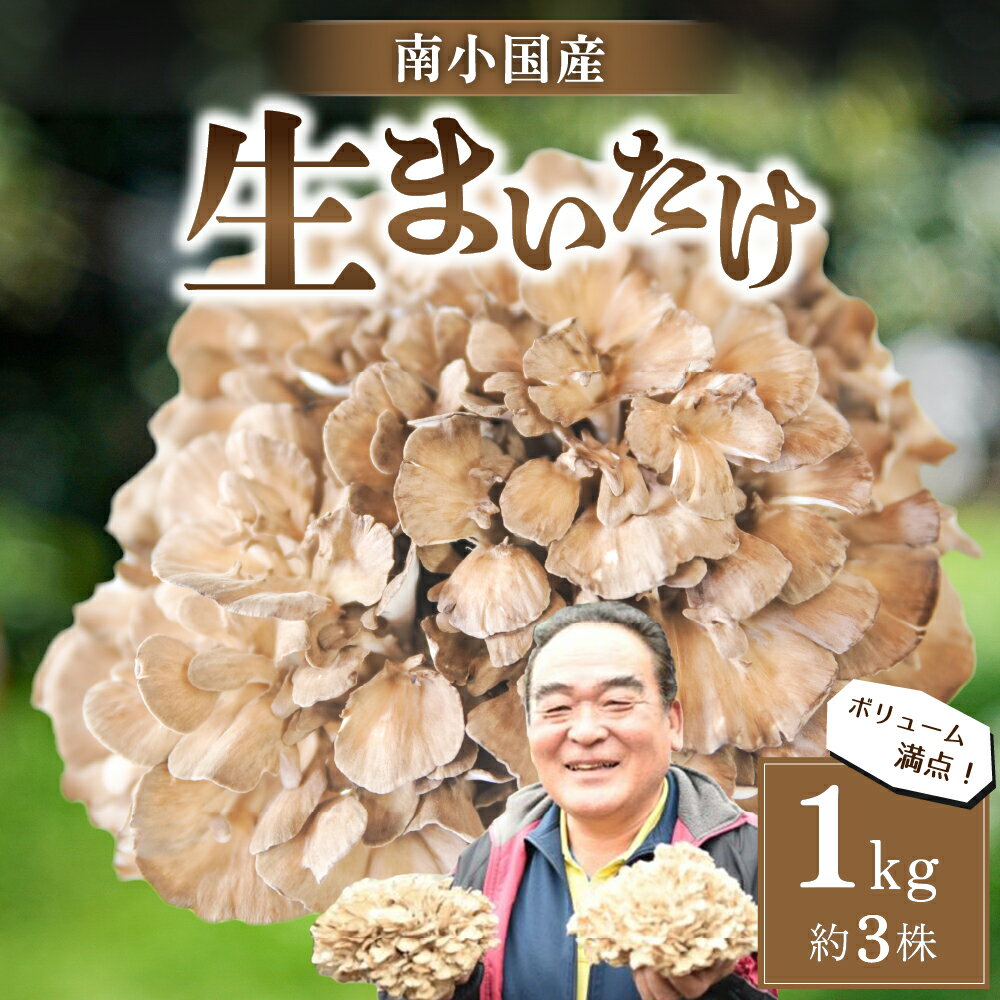 南小国産 生まいたけ 1kg 約3株 栄養満点 熊本 阿蘇 きのこ キノコ まいたけ マイタケ 舞茸 野菜 ギフト 贈答用 南小国 送料無料