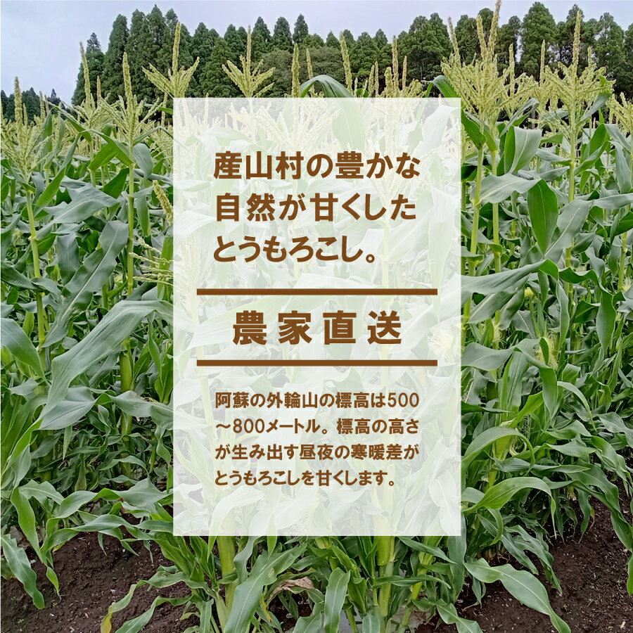 【ふるさと納税】 《先行受付！7月中旬より順次発送》採れたてスイートコーン(恵味スター)2L・14本セット 【糖度目安:約17度】 あさイチで紹介 大人気 高評価 スイートコーン コーン 旬 お取り寄せ 詰め合わせ 贈答 ギフト お中元 お歳暮 熊本 阿蘇 産山村 送料無料