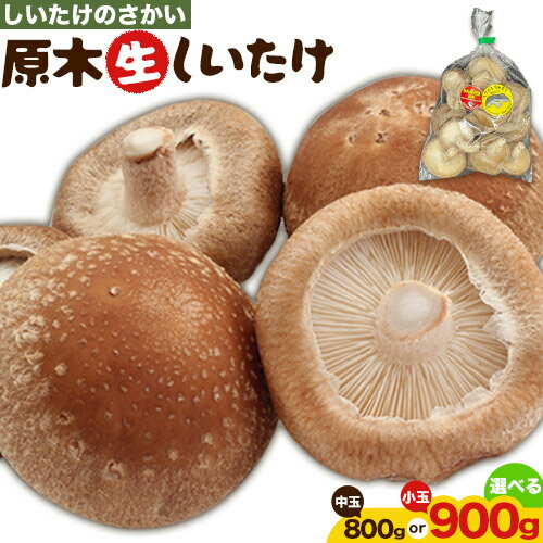 阿蘇・産山村産 原木生しいたけ 選べる 小玉 900g(150g×6袋) 中玉 800g (200g×4袋) 椎茸 しいたけ 生しいたけ しいたけのさかい [6月中旬-11月下旬頃出荷予定]原木生しいたけ 贈答 ギフト お中元 お歳暮 熊本 阿蘇 産山村 送料無料 無農薬