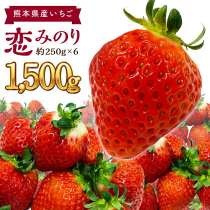 熊本県産 いちご 恋みのり 合計1500g 約250g×6パック イチゴ 苺 果物 フルーツ 国産 九州産 送料無料