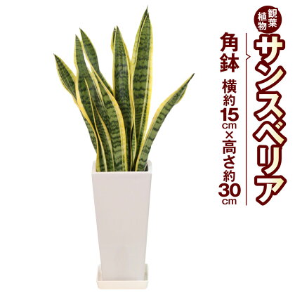 サンスべリア 観葉植物 角鉢 横約15cm×高さ約30cm 6寸 植物 インテリア ガーデン 雑貨 九州産 国産 送料無料