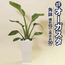 26位! 口コミ数「1件」評価「5」オーガスタ 観葉植物 角鉢 横約15cm×高さ約30cm 6寸 植物 インテリア ガーデン 雑貨 九州産 国産 送料無料