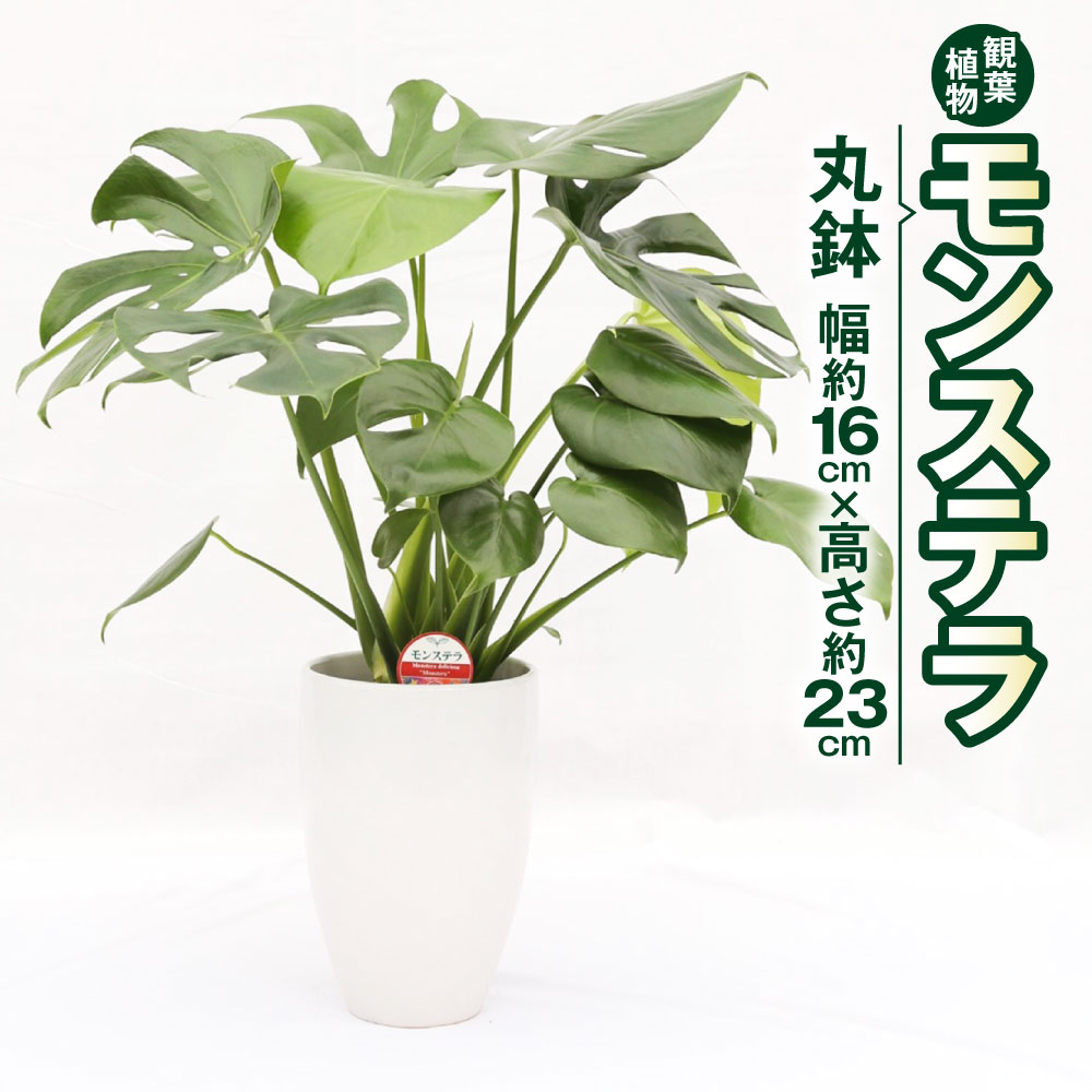 1位! 口コミ数「2件」評価「5」モンステラ 観葉植物 丸鉢 幅約16cm×高さ約23cm 6寸 植物 インテリア ガーデン 雑貨 九州産 国産 送料無料