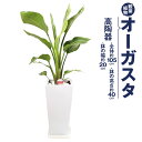 【ふるさと納税】オーガスタ 観葉植物 高陶器 高さ約40cm 幅約20cm 7寸 植物 インテリア ガーデン 雑貨 九州産 国産 送料無料