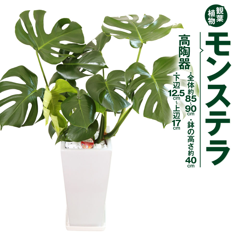 モンステラ 観葉植物 高陶器 高さ約40cm 下辺12.5cm 上辺17cm 7寸 植物 インテリア ガーデン 雑貨 九州産 国産 送料無料