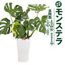 3位! 口コミ数「1件」評価「3」モンステラ 観葉植物 高陶器 高さ約40cm 下辺12.5cm 上辺17cm 7寸 植物 インテリア ガーデン 雑貨 九州産 国産 送料無料