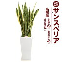 4位! 口コミ数「0件」評価「0」サンスベリア 観葉植物 高陶器 高さ約40cm 幅約20cm 7寸 植物 インテリア ガーデン 雑貨 九州産 国産 送料無料