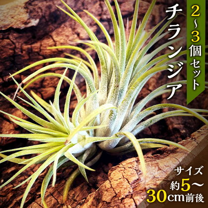 チランジア エアープランツ 5cm～30cmの植物を2～3個 ティランジア 観葉植物 植物 園芸 インテリア雑貨 セット おうち時間 ギフト おしゃれ 熊本県 西原村 送料無料