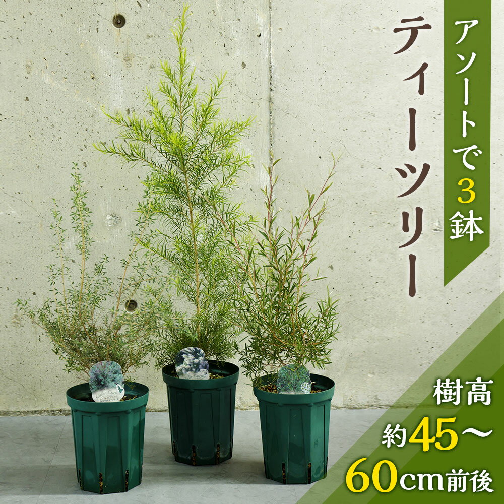 【ふるさと納税】ティーツリー 樹高約45～60cm前後 アソートで3鉢 観葉植物 植物 園芸 インテリア雑貨 セット おうち時間 ギフト おしゃれ 熊本県 西原村 送料無料