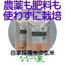 【ふるさと納税】【令和元年度産新米】ヒノヒカリ(ななつ星)玄米5kg生きもの育む田んぼのお米