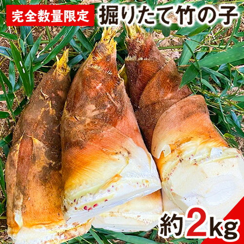 【2025年3月先行予約】熊本県 御船町 掘りたて たけのこ 2kg タケノコ 竹の子 冷蔵 ギフト グルメ 野菜 お祝い 春 筍《2025年3月上旬-4月下旬頃出荷》 有限会社ニシムラ 熊本 御船 たけのこ 先行 予約