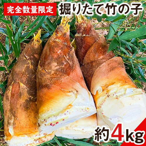 [2025年3月先行予約]熊本県 御船町 掘りたて たけのこ 4kg タケノコ 竹の子 冷蔵 ギフト グルメ 野菜 お祝い 春 筍[2025年3月上旬-4月下旬頃出荷] 有限会社ニシムラ 熊本 御船 たけのこ