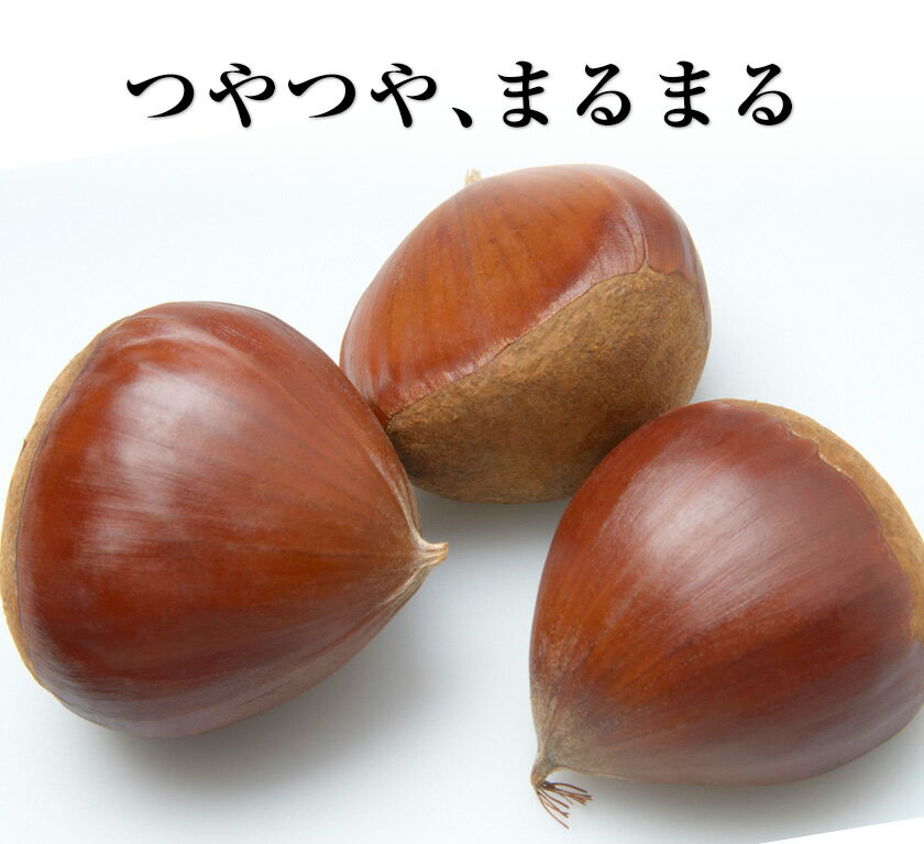 【ふるさと納税】生栗 熊本県御船町産限定 約1kg 約2kg(2L-Lサイズ) 期間限定 野菜 予約 スイーツ きんとん 甘露煮 渋皮煮 栗ご飯 熊本県御船町《2026年9月上旬-9月下旬頃出荷》