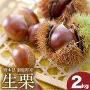 【ふるさと納税】生栗 熊本県御船町産限定 約2kg(2L-Lサイズ) 期間限定 野菜 予約 スイーツ きんとん 甘露煮 渋皮煮 栗ご飯 熊本県御船町《9月上旬-9月末頃出荷》