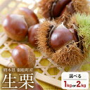 【ふるさと納税】生栗 熊本県御船町産限定 約1kg 約2kg(2L-Lサイズ) 期間限定 野菜 予約 スイーツ きんとん 甘露煮 渋皮煮 栗ご飯 熊本県御船町《9月上旬-9月下旬頃出荷》