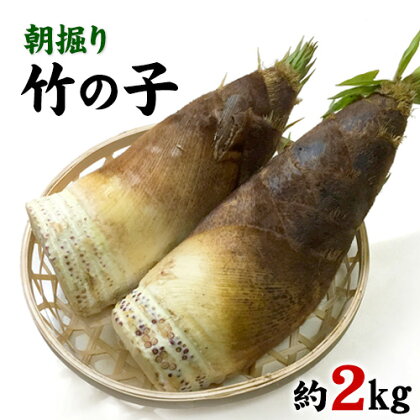 朝掘り竹の子 熊本県御船町産限定 約2kg(1本約500g-1200g前後) 期間限定 野菜 たけのこご飯 煮物 先行予約 熊本県御船町《4月上旬-4月末頃出荷》