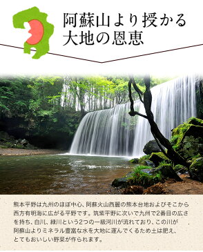 【ふるさと納税】安心・安全の九州/熊本県産 たっぷり16品目 安心・安全の新鮮野菜セット《5月中旬-6月上旬頃より順次出荷》