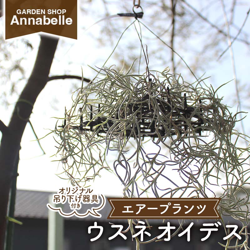 エアープランツ ウスネオイデス オリジナル吊り下げ器具付き 観葉植物 植物 プラント 園芸 ガーデニング インテリア