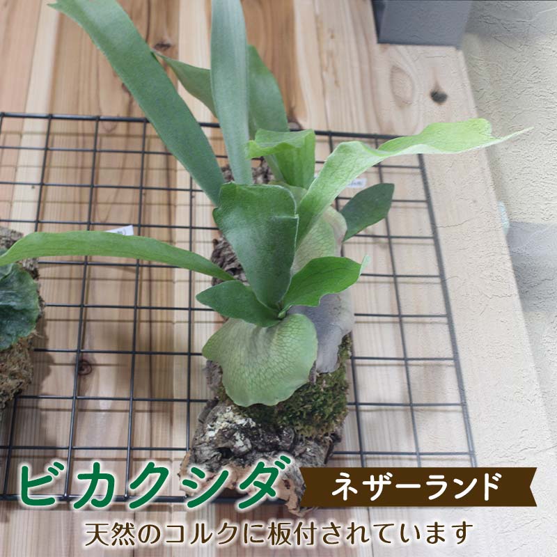 ★レビューキャンペーン実施中★ビカクシダ ネザーランド(コルク板付)[数量限定] 観葉植物 ビカクシダ 植物 コルク板 ネザーランド 壁掛け インテリア リビング FKK19-272