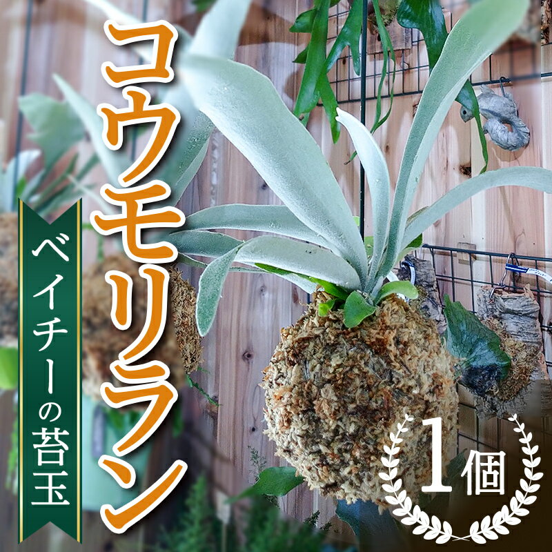 簡単♪観葉植物 コウモリラン ベイチーの苔玉 ピカクシダ インテリアプランツ 吊り ハンギングプランツ[数量限定] FKK19-824