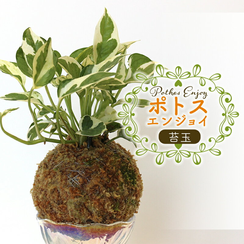 ポトス「エンジョイ」の苔玉1個 ポトス 苔玉 観葉植物 ポトスエンジョイ アナベル インテリア FKK19-731