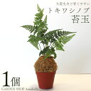 【ふるさと納税】トキワシノブ苔玉 1個 観葉植物 苔玉 チェーン付き トキワシノブ 丈夫 育てやすい アナベル インテリア FKK19-659