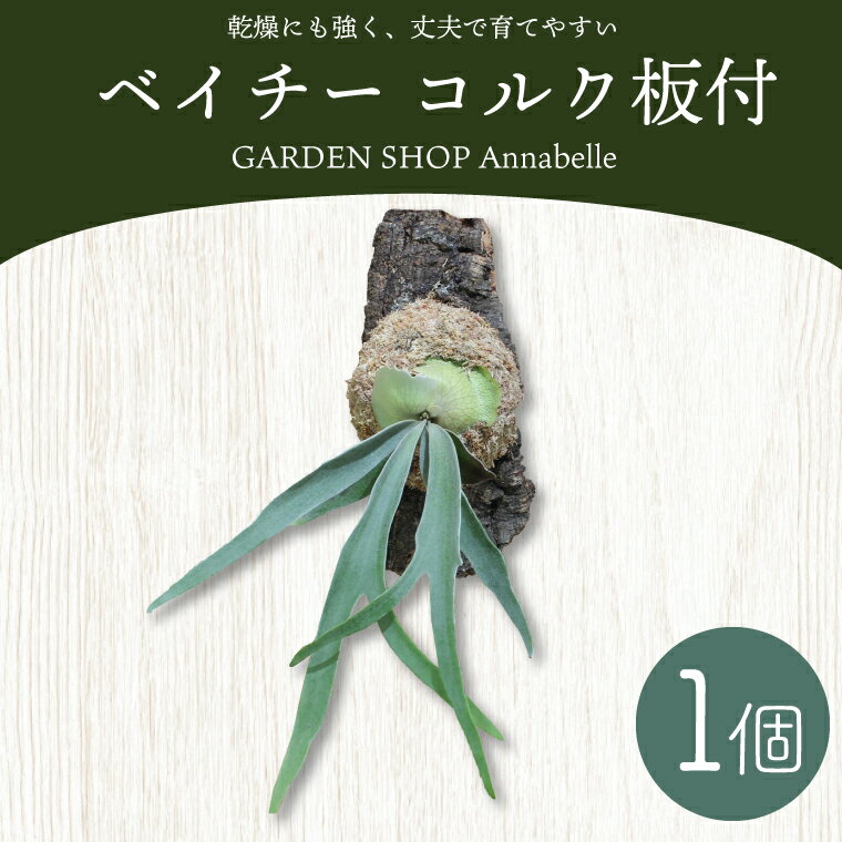 【ふるさと納税】ベイチー(コルク板付) 観葉植物 コウモリラン ビカクシダ インテリア 植物 FKK19-660