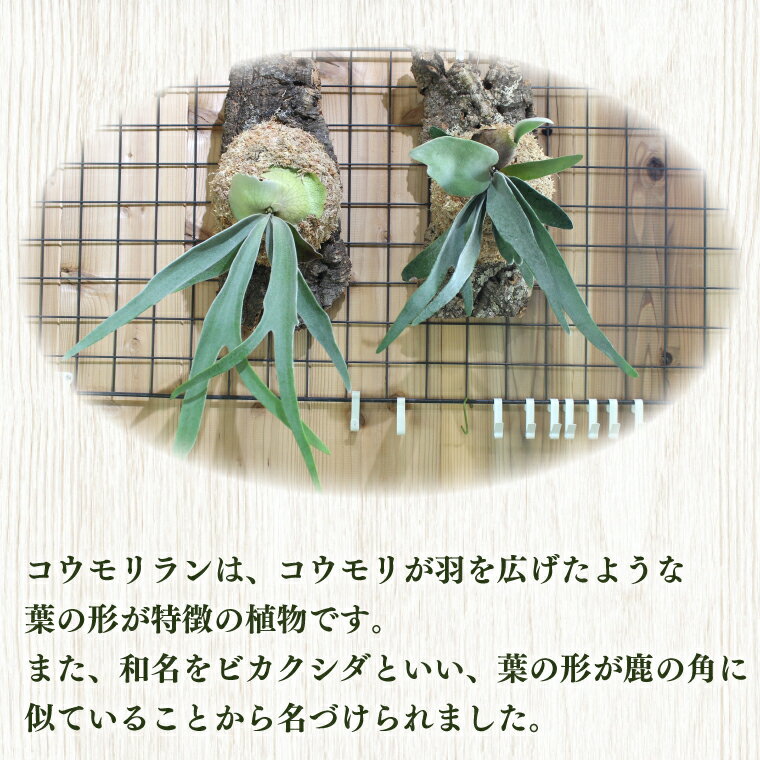 【ふるさと納税】ベイチー(コルク板付) 観葉植物 コウモリラン ビカクシダ インテリア 植物 FKK19-660