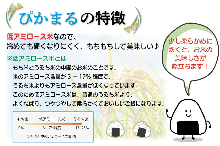 【ふるさと納税】【6回定期便】森のくまさん・ぴかまる食べ比べセット　無洗米10kg（各5kg×1）　訳あり コロナ支援（FKK19-381）