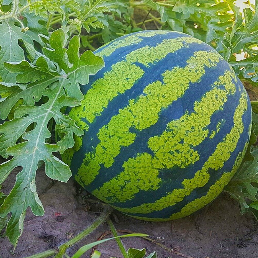 【ふるさと納税】スイカ だんらん 約7kg 1玉 2Lサイズ すいか フルーツ 果物 益城町産 熊本県産 九州産 送料無料【2024年4月下旬～6月下旬に順次発送予定】