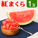 【ふるさと納税】紅まくら スイカ 約5kg以上 1玉 すいか 西瓜 益城町産 熊本県産 九州産 国産 フルーツ 果物 冷蔵 送料無料【2024年3月下旬より順次発送予定】