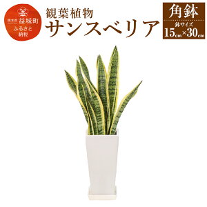 【ふるさと納税】サンスベリア 観葉植物 角鉢 横約15cm×高さ約30cm 植物 観葉植物 インテリア 九州産 国産 送料無料