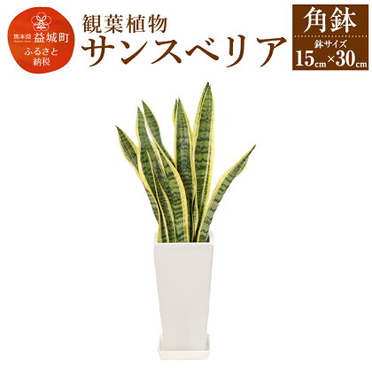 サンスベリア 観葉植物 角鉢 横約15cm×高さ約30cm 植物 観葉植物 インテリア 九州産 国産 送料無料