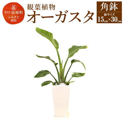 オーガスタ 観葉植物 角鉢 横約15cm×高さ約30cm 植物 観葉植物 インテリア 九州産 国産 送料無料