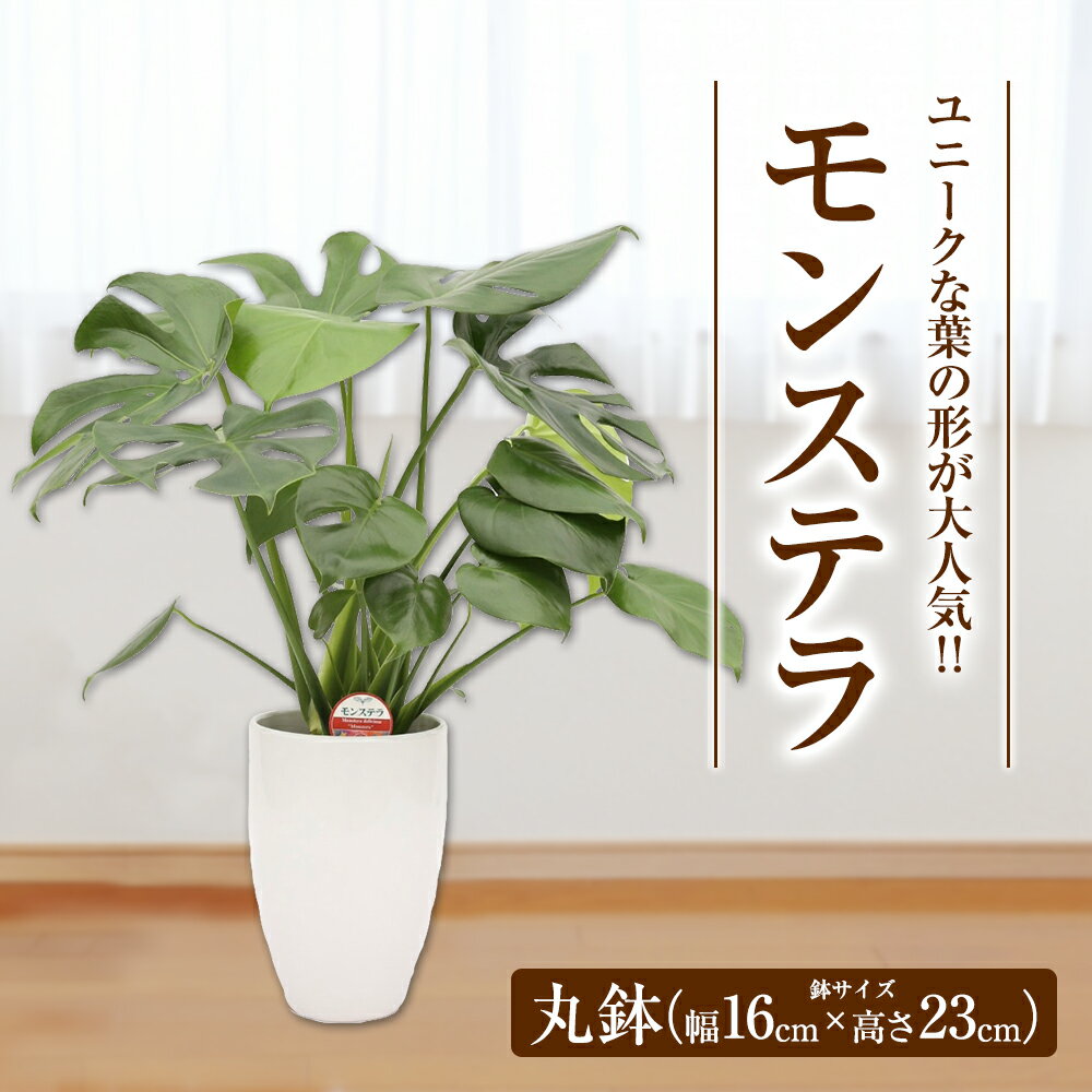 【ふるさと納税】モンステラ 観葉植物 丸鉢 幅約16cm×高さ約23cm 植物 観葉植物 育てやすい 大きな葉っぱの観葉植物 室内 初心者 インテリア モダン おしゃれ ふるさと納税品 1万円 10,000円 10000円 ふるさと納税益城町 故郷納税 返礼品 益城町ふるさと納税 九州産 国産