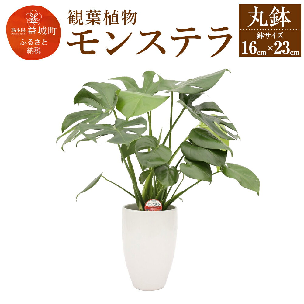 【ふるさと納税】モンステラ 観葉植物 丸鉢 幅約16cm×高