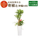 【ふるさと納税】益城復興祈念 寄植え 幸福の木 アンスリウム...