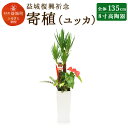 【ふるさと納税】益城復興祈念 寄植 ユッカ アンスリウム ゴ...