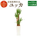 【ふるさと納税】益城復興祈念 ユッカ 全体135cm 8寸(...