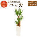 【ふるさと納税】益城復興祈念 ユッカ 全体105cm 7寸(...