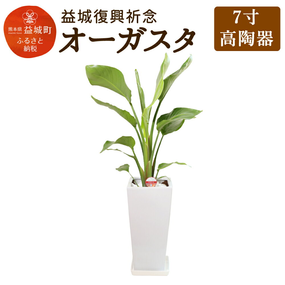 花・観葉植物人気ランク59位　口コミ数「10件」評価「4.6」「【ふるさと納税】益城復興祈念 オーガスタ 7寸(高さ約40cm×幅約20cm) 高陶器 植物 観葉植物 インテリア 九州産 国産 送料無料」