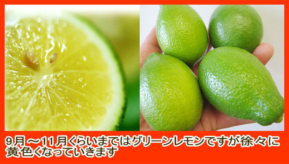 【ふるさと納税】【ご家庭用】国産マイヤーレモン 5kg レモン れもん 檸檬 くだもの 果物 果実 フルーツ 柑橘 かんきつ レモネード ハニーレモン 熊本県産 国産 九州 熊本県 益城町 送料無料