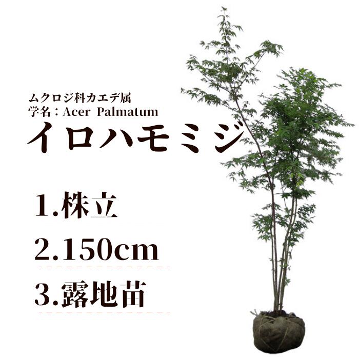 12位! 口コミ数「3件」評価「4.67」イロハモミジ（伊呂波紅葉）苗木 株立 樹高1.5m前後 露地苗 シンボルツリー 落葉樹 植木 庭木