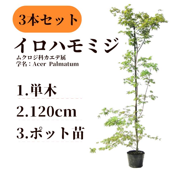 8位! 口コミ数「0件」評価「0」 イロハモミジ（伊呂波紅葉）苗木 単木 樹高1.2m前後 3本セット ポット苗 シンボルツリー 落葉樹 植木 庭木