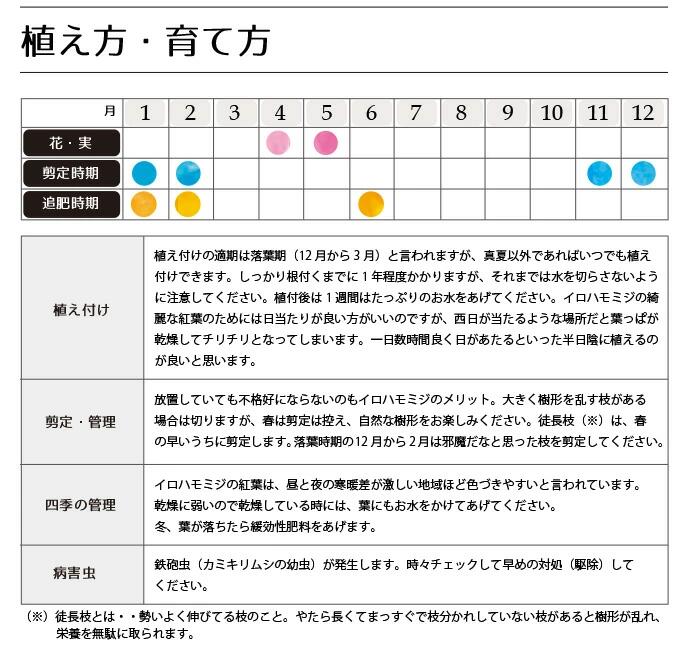 【ふるさと納税】イロハモミジ（伊呂波紅葉）苗木 単木 樹高1.2m前後 ポット苗 シンボルツリー 落葉樹 植木 庭木