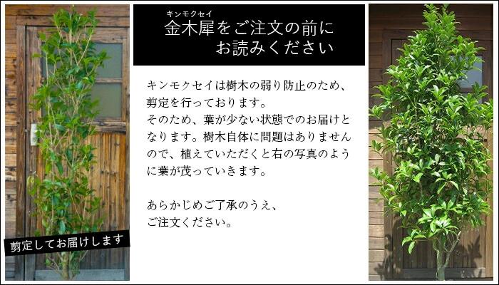 【ふるさと納税】キンモクセイ　樹高1.5m前後　露地苗 甲佐町