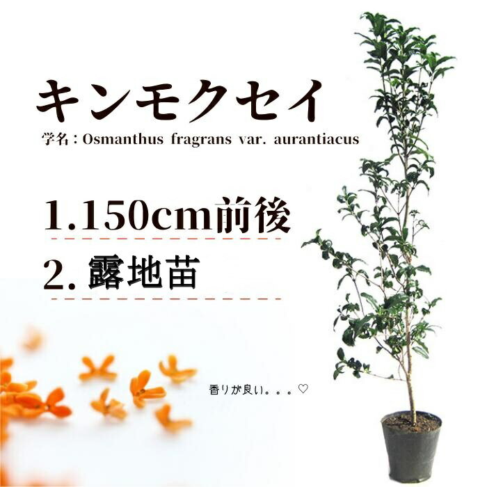 ガーデニング・農業(植木)人気ランク28位　口コミ数「0件」評価「0」「【ふるさと納税】キンモクセイ　樹高1.5m前後　露地苗 甲佐町」